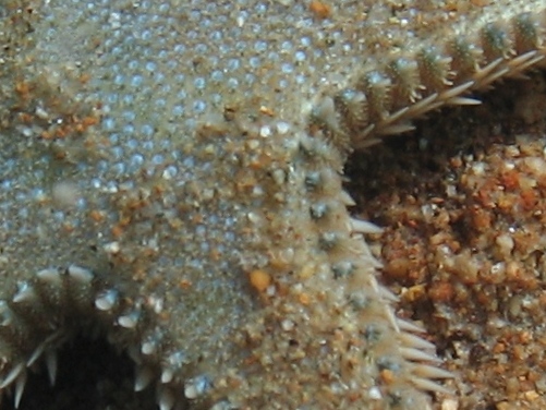 Astropecten platyacanthus (Philippi, 1837)